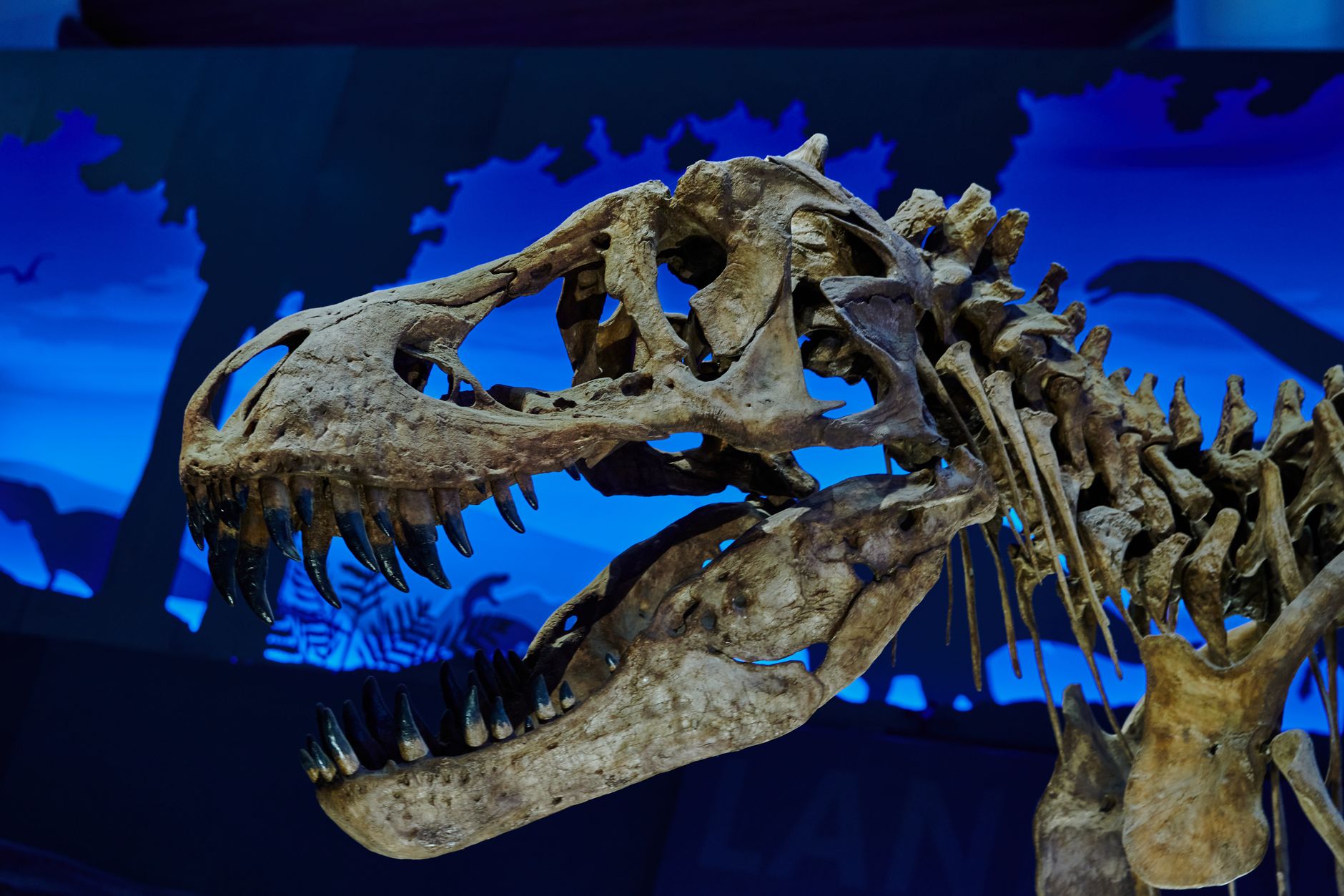 Senckenberg Naturmuseum Frankfurt: Tickets & Tipps