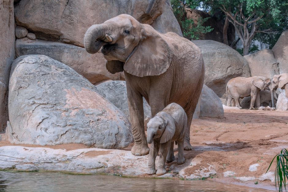 Zoo Frankfurt: Tickets, Tiere & Besuchstipps